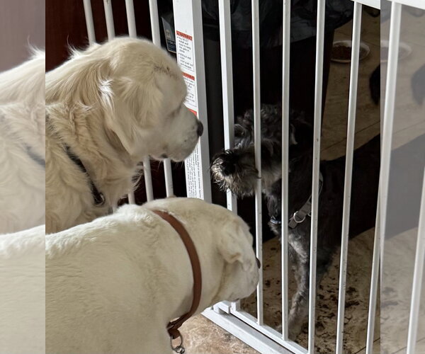 Medium Photo #4 - Mix Puppy For Sale in Boca Raton, FL, USA