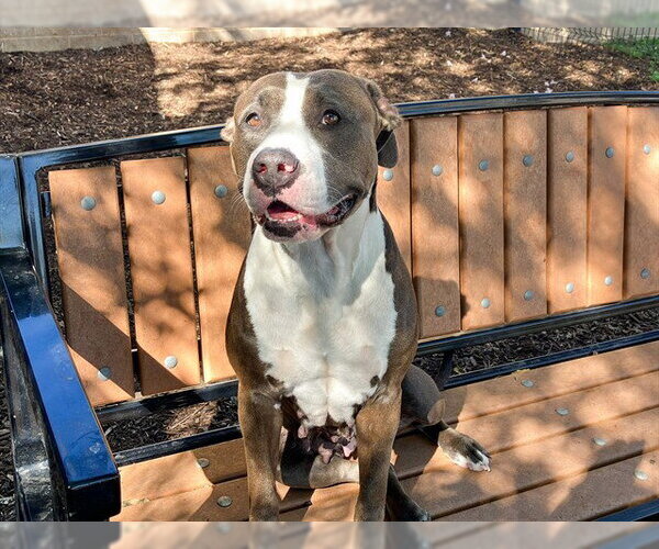 Medium Photo #1 Mutt Puppy For Sale in Orange, CA, USA