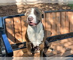 MELODY - Female Mutt Dog for Adoption - Small photo