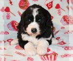 Small Photo #2 Sheepadoodle Puppy For Sale in ASPERMONT, TX, USA