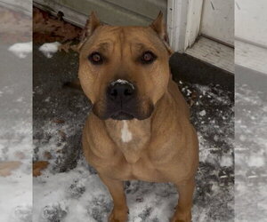 Sugar - Female American Pit Bull Terrier Dog for Adoption - Photo #4