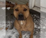 Small #3 American Pit Bull Terrier