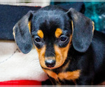 Small #1 Dachshund