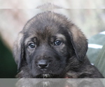 Small Photo #12 Spanish Mastiff Puppy For Sale in DRYDEN, VA, USA