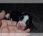 Small Photo #5 English Springer Spaniel Puppy For Sale in LITCHFIELD, MN, USA