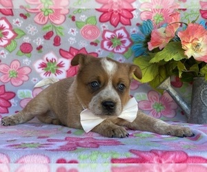 Australian Cattle Dog Puppy for sale in LANCASTER, PA, USA