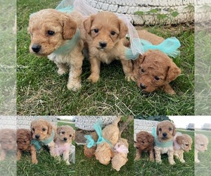 Cavapoo Puppy for sale in COLUMBIA, MO, USA