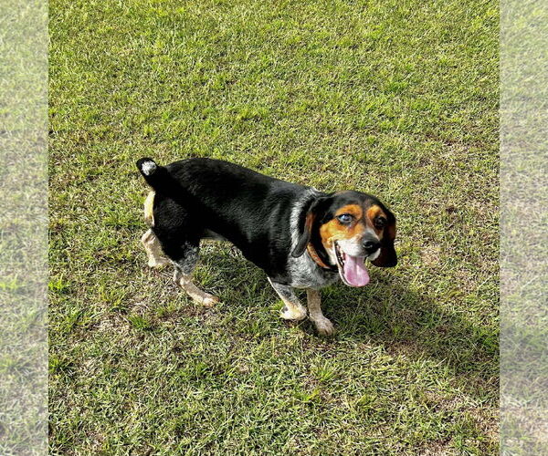 Medium Photo #1 Beagle Puppy For Sale in Spring Lake, NC, USA