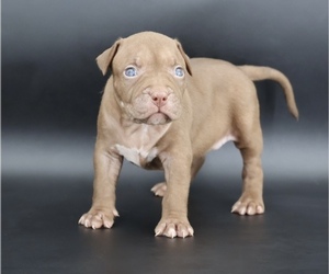 American Bully Puppy for sale in CHAMPAIGN, IL, USA