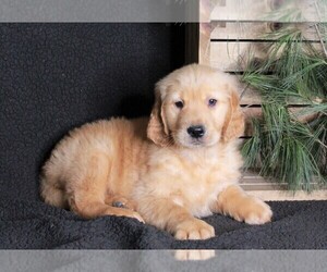 Golden Retriever Puppy for sale in FREDERICKSBURG, OH, USA