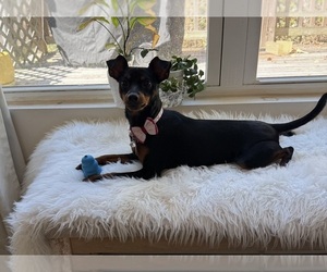 Miniature Pinscher Dog for Adoption in CHARLOTTE, North Carolina USA