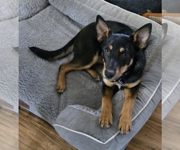 Medium Photo #4 German Shepherd Dog-Unknown Mix Puppy For Sale in Springdale, PA, USA