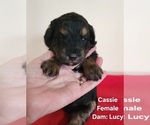 Puppy Cassie Miniature Australian Shepherd-Poodle (Toy) Mix