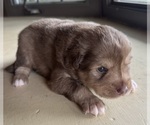 Small Photo #18 Australian Shepherd-Miniature Australian Shepherd Mix Puppy For Sale in PETERSBURG, IL, USA