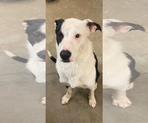 Border Collie-Unknown Mix Dogs for adoption in Amarillo, TX, USA