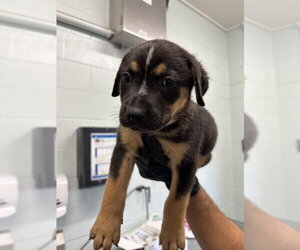American Pit Bull Terrier Dogs for adoption in Corpus Christi, TX, USA