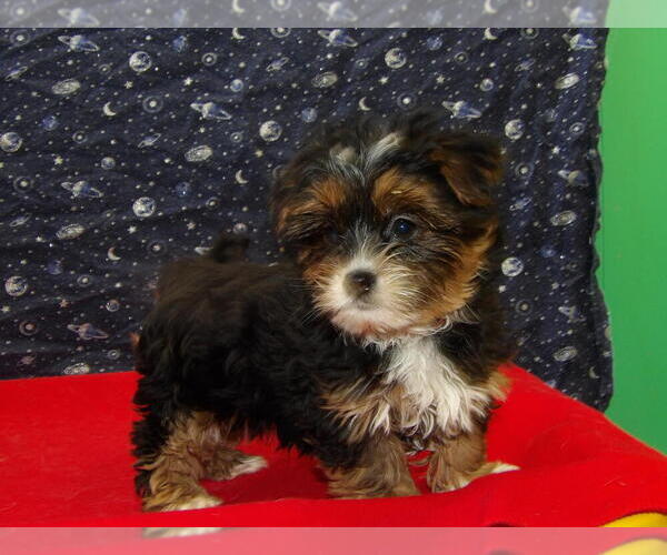 Medium Photo #15 Shorkie Tzu Puppy For Sale in PATERSON, NJ, USA