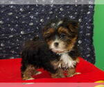 Small Photo #15 Shorkie Tzu Puppy For Sale in PATERSON, NJ, USA