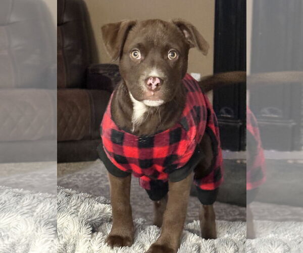 Medium Photo #5 Labrador Retriever-Unknown Mix Puppy For Sale in Stephens City, VA, USA