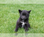 Small Photo #6 Pomsky Puppy For Sale in GOSHEN, IN, USA