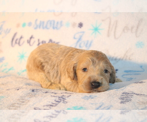 Goldendoodle (Miniature) Puppy for sale in BLMGTN, IN, USA