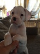 Small Photo #1 Boxer Puppy For Sale in SEYMOUR, CT, USA