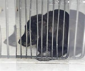 Mutt Dogs for adoption in Houston, TX, USA