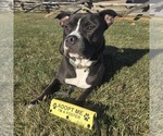 Small #7 American Bulldog Mix