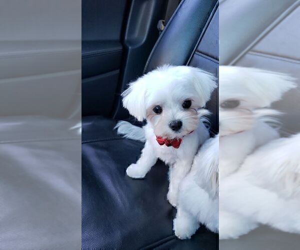 Medium Photo #1 Maltese Puppy For Sale in ROYAL OAKS, CA, USA