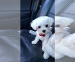 Small Photo #1 Maltese Puppy For Sale in ROYAL OAKS, CA, USA