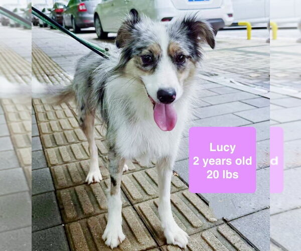 Medium Photo #3 Australian Shepherd Puppy For Sale in West Hollywood, CA, USA