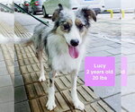 Small #2 Australian Shepherd