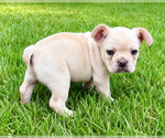 Small #7 French Bulldog