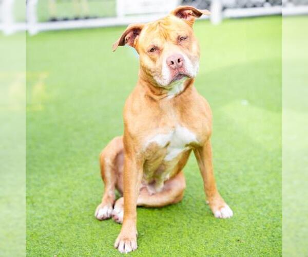 Medium Photo #2 Mutt Puppy For Sale in Camarillo, CA, USA