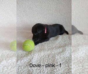 German Shepherd Dog Dogs for adoption in Modesto, CA, USA