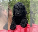 Small Photo #2 Poodle (Standard) Puppy For Sale in LEXINGTON, GA, USA