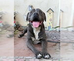 Small Photo #3 Mutt Puppy For Sale in Ventura, CA, USA