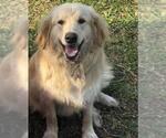 Small Golden Retriever