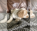 Small Photo #19 Labradoodle Puppy For Sale in MIFFLINBURG, PA, USA