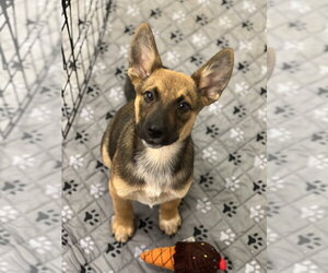 Kooper - Male German Shepherd Dog-Unknown Mix Dog for Adoption - Photo #7