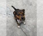 Small Mutt