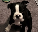 Puppy Lil Bud Boston Terrier