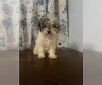 Small #28 Poodle (Miniature)