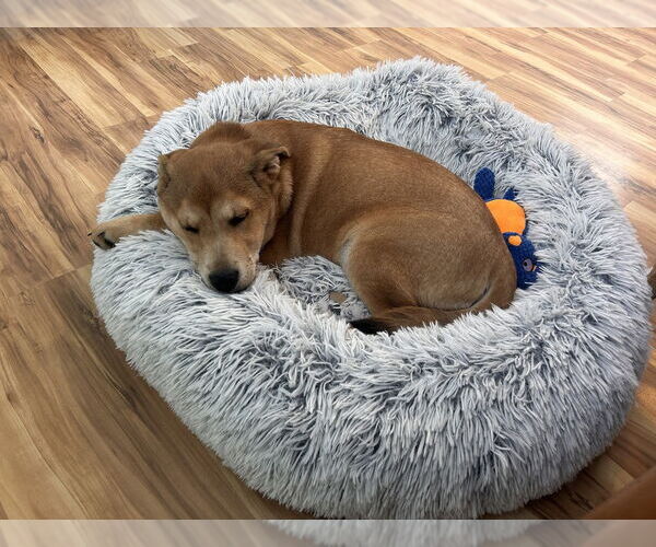 Medium Photo #11 Labrador Retriever-Unknown Mix Puppy For Sale in Oak Bluffs, MA, USA