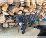 Small Labrador Retriever Mix