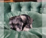 Small Photo #3 Schnauzer (Miniature) Puppy For Sale in LEESBURG, VA, USA