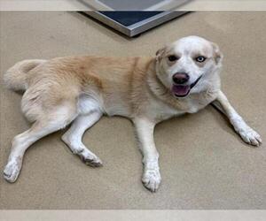 Labrador Retriever-Unknown Mix Dogs for adoption in Derwood, MD, USA