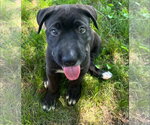 Small Mutt
