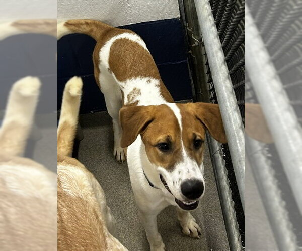 Medium Photo #1 Mutt Puppy For Sale in Sterling, MA, USA