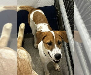 Mutt Dogs for adoption in Sterling, MA, USA